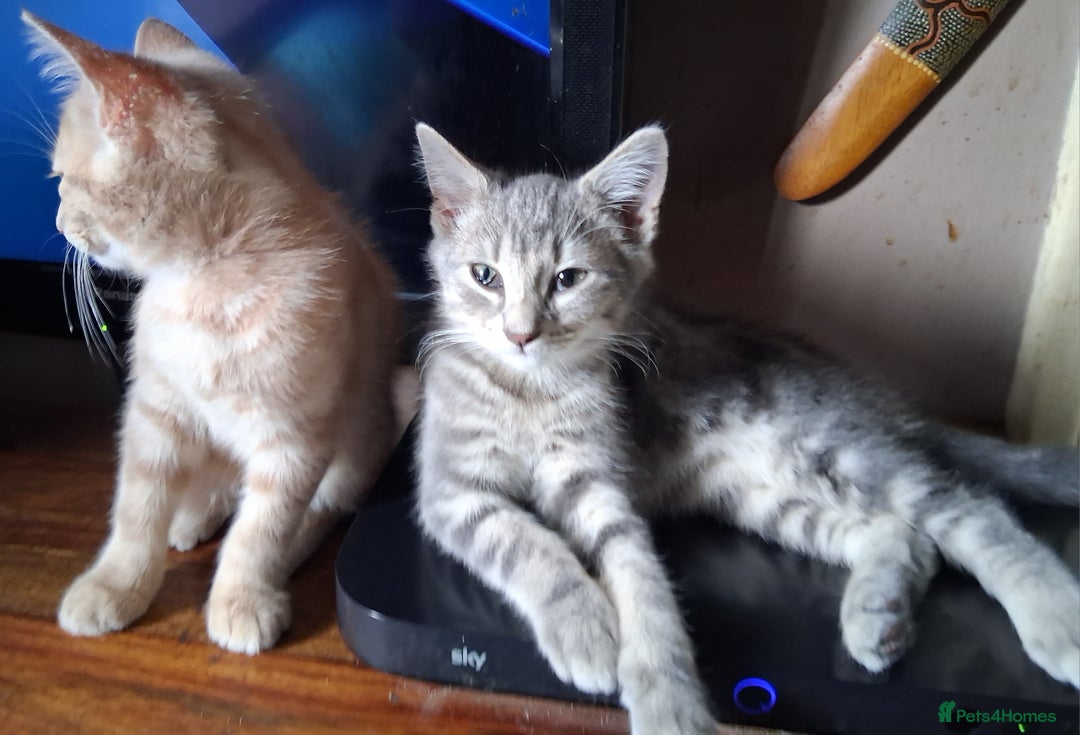 Mixed Breed cats for sale: Charming Cheeky Chunky  Bengal X Kittens. - Image 24