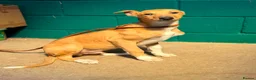 Lurcher dogs for sale: Quality Lurcher pups  - Advert 9