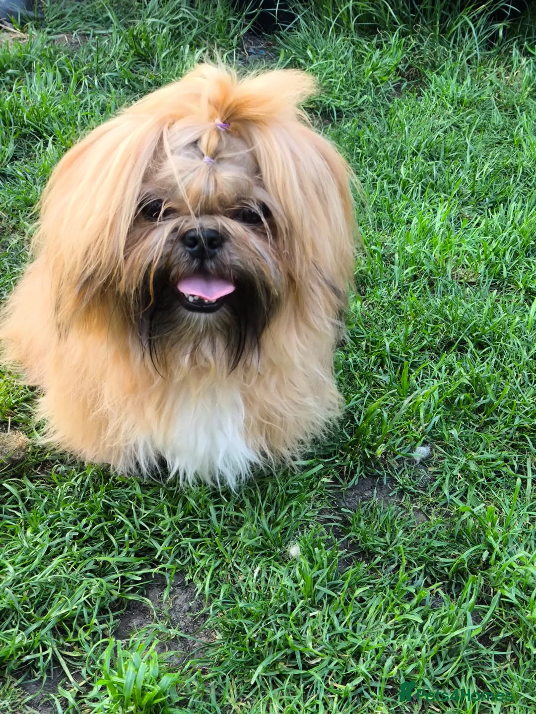 Shih Tzu dogs for sale: Standard Pure breed Shih Tzu  - Advert 11