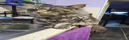 Maine Coon cats for stud: Niklouse  in Mold - Advert 13