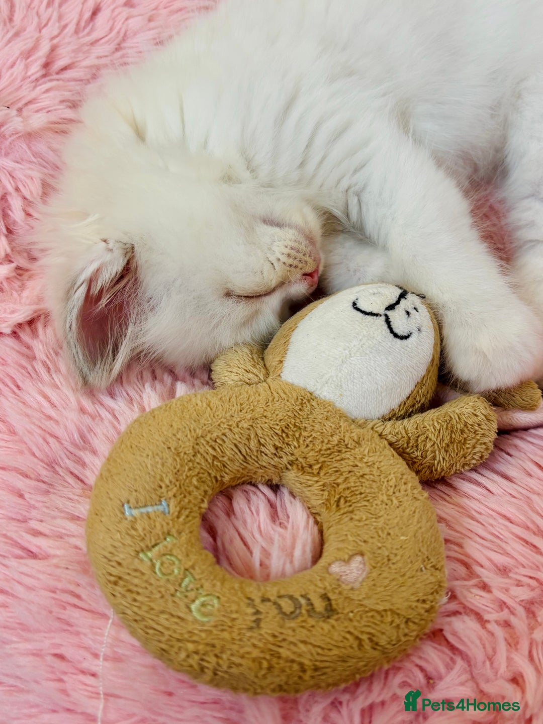 Ragdoll cats for sale: GCCF registered Kitten! 💙 Lilac  - Image 5