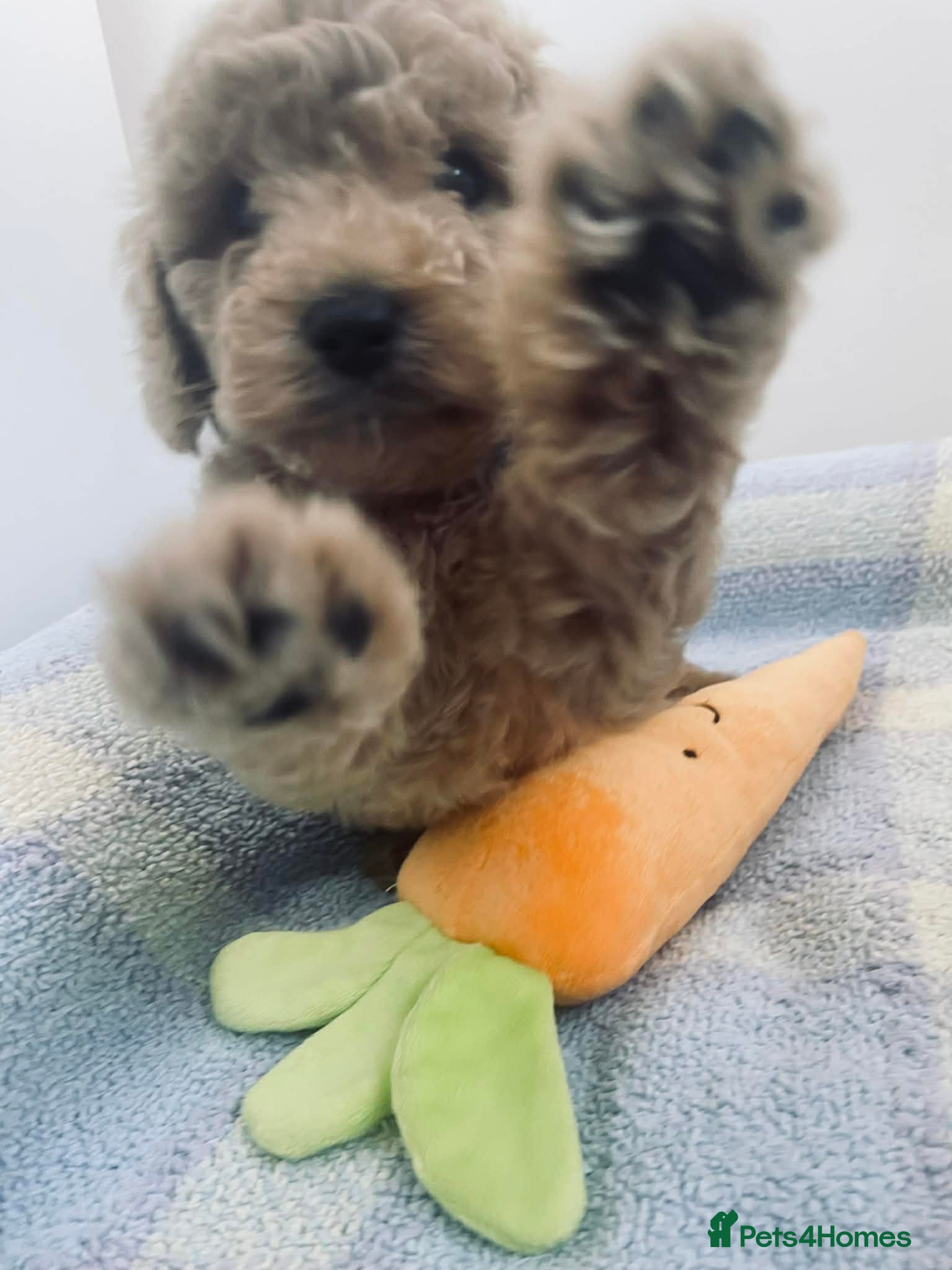 Cockapoo dogs Cockapoo  - Advert 14