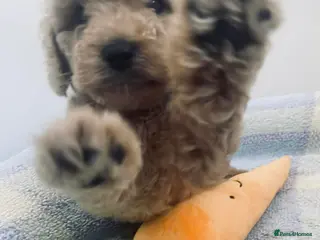 Cockapoo dogs Cockapoo - Advert 14