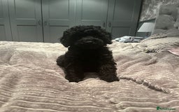 Mixed Breed dogs for sale: Beautiful miniature x toy poodle puppies - Image 4