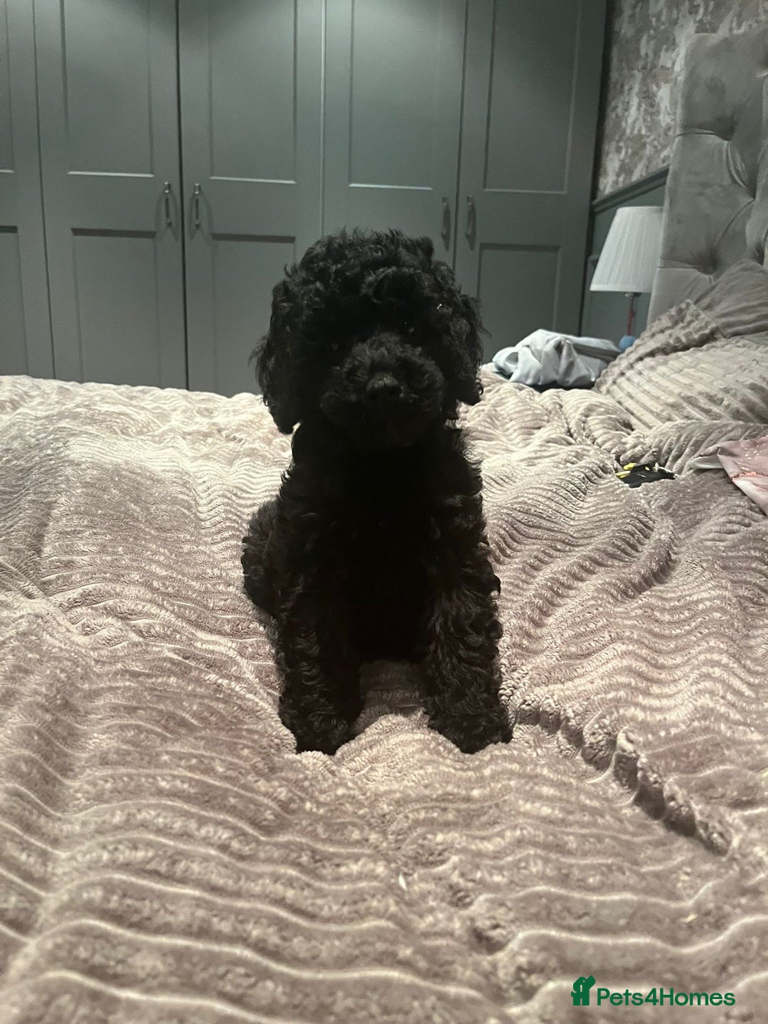 Mixed Breed dogs for sale: Beautiful miniature x toy poodle puppies - Image 4