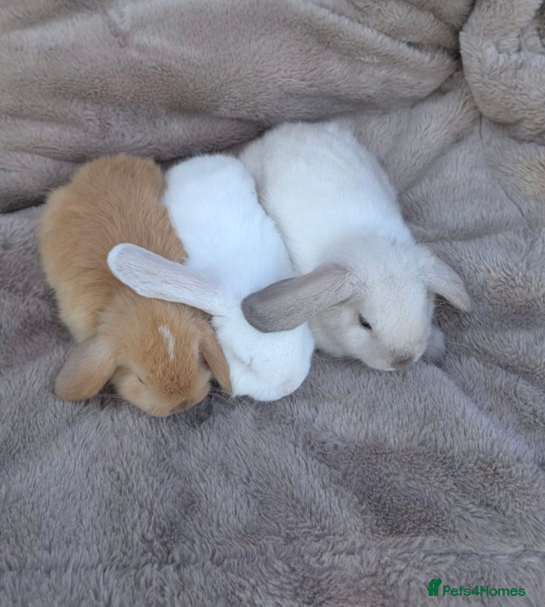 Mini Lop rabbits Gorgeous mini lops for sale💙 - ready to leave now - Advert 1
