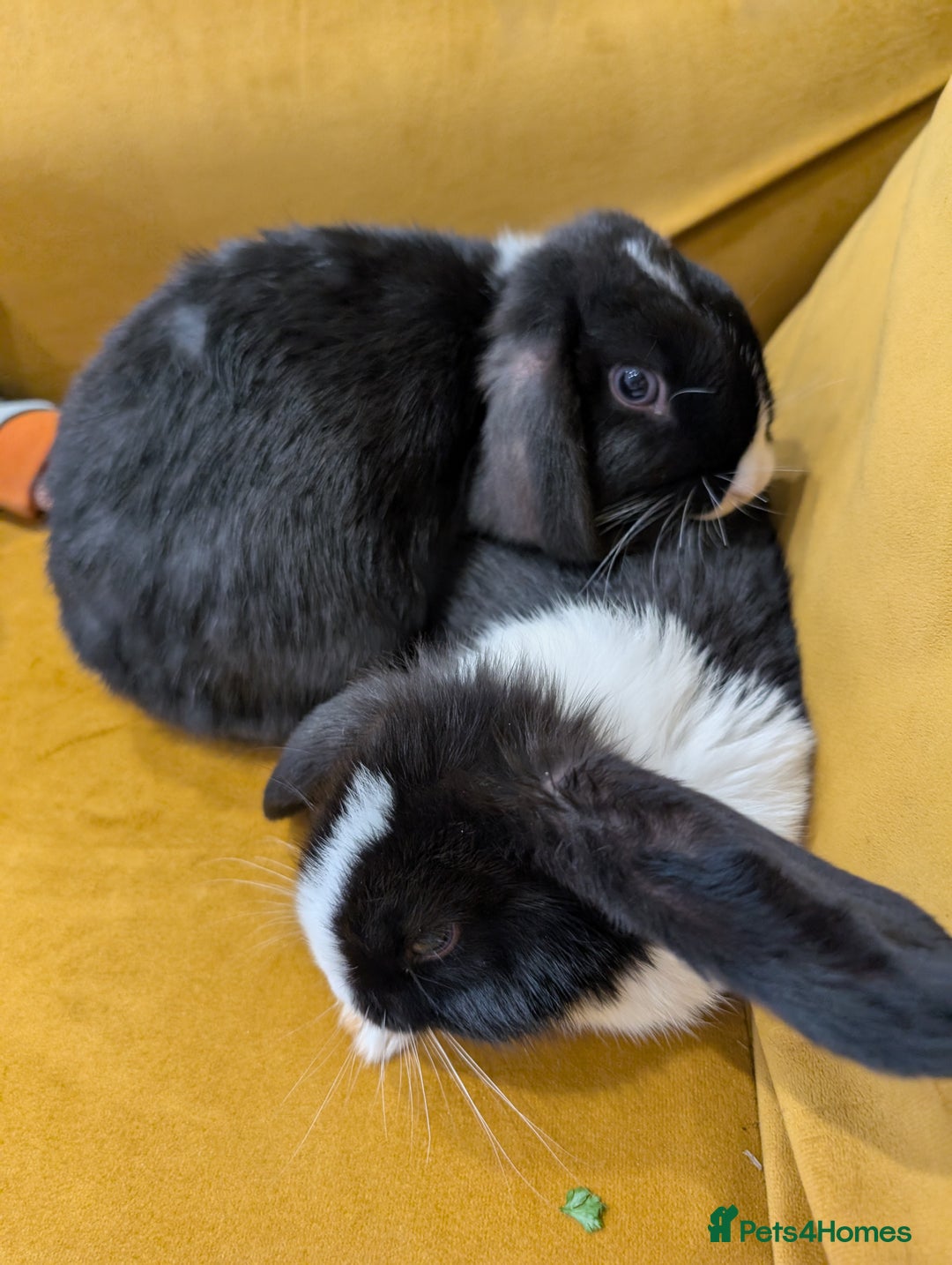 Mini Lop rabbits for sale: Two Friendly Male Mini Lops in Black and White  - Advert 5