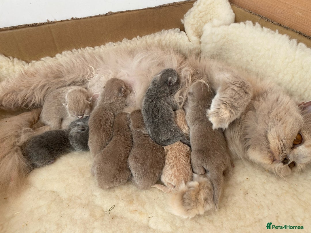 British Shorthair cats for sale: British Shorthair Kittens - Image 36