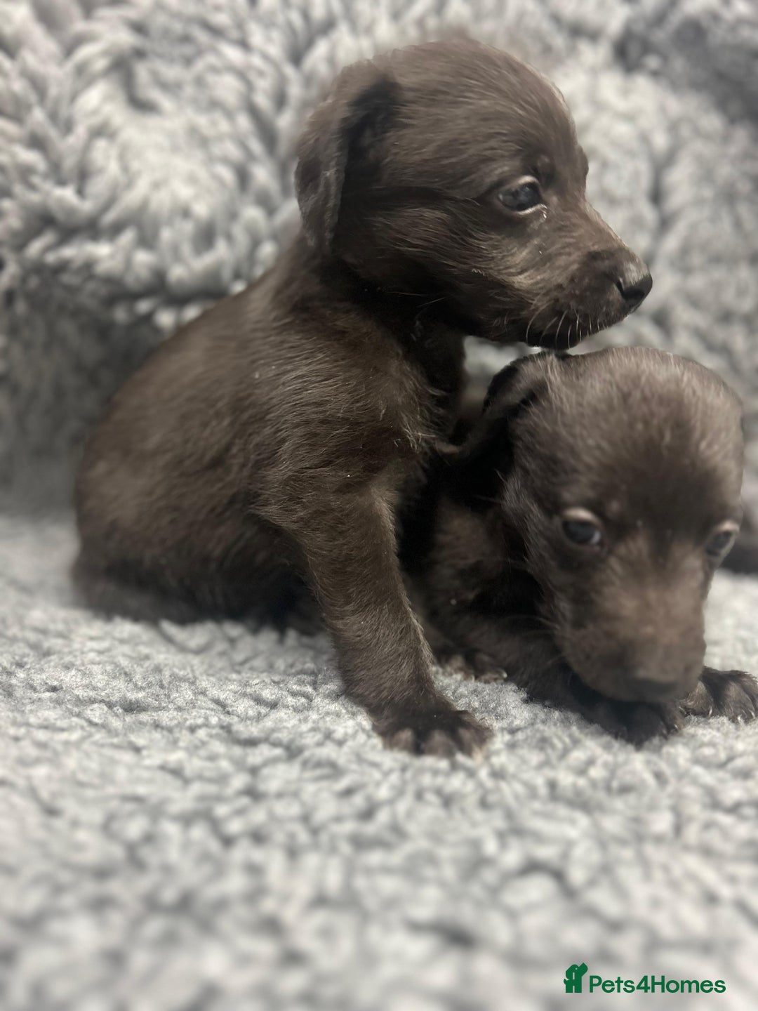 Mixed Breed dogs for sale: GENUINE BEDDY WHIPPETS 2 BOYS LEFT - Advert 18