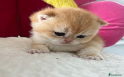 British Shorthair cats for sale: British Shorthair NY12 Kittens  - Image 3