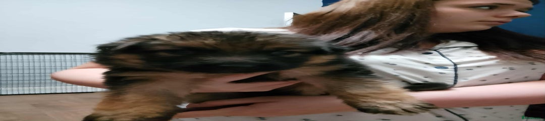 German Shepherd Puppy 4