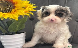Cavapoo dogs for sale: LAST LITTER OF THESE UNIQUE PUPPIES - Image 8