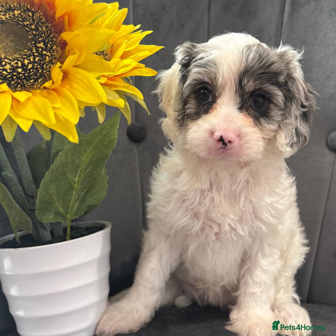 Cavapoo dogs for sale: LAST LITTER OF THESE UNIQUE PUPPIES - Image 8