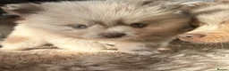 Pomeranian dogs for sale: White, Lilac, Merle Female Pomeranian  - Advert 2