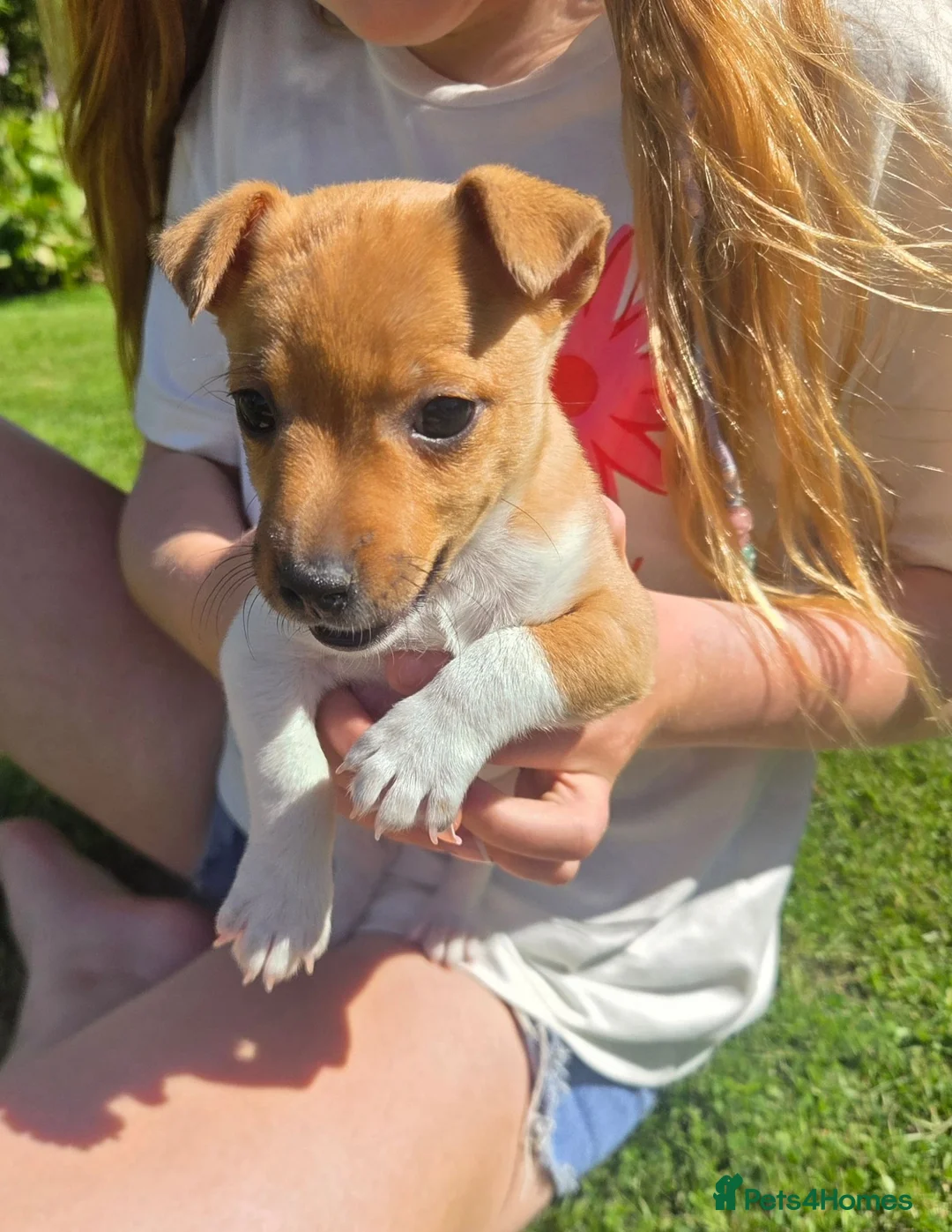 Jack Russell dogs for sale: Legally Docked Miniature Jack Russel Bitch Pup in Colne - Advert 2