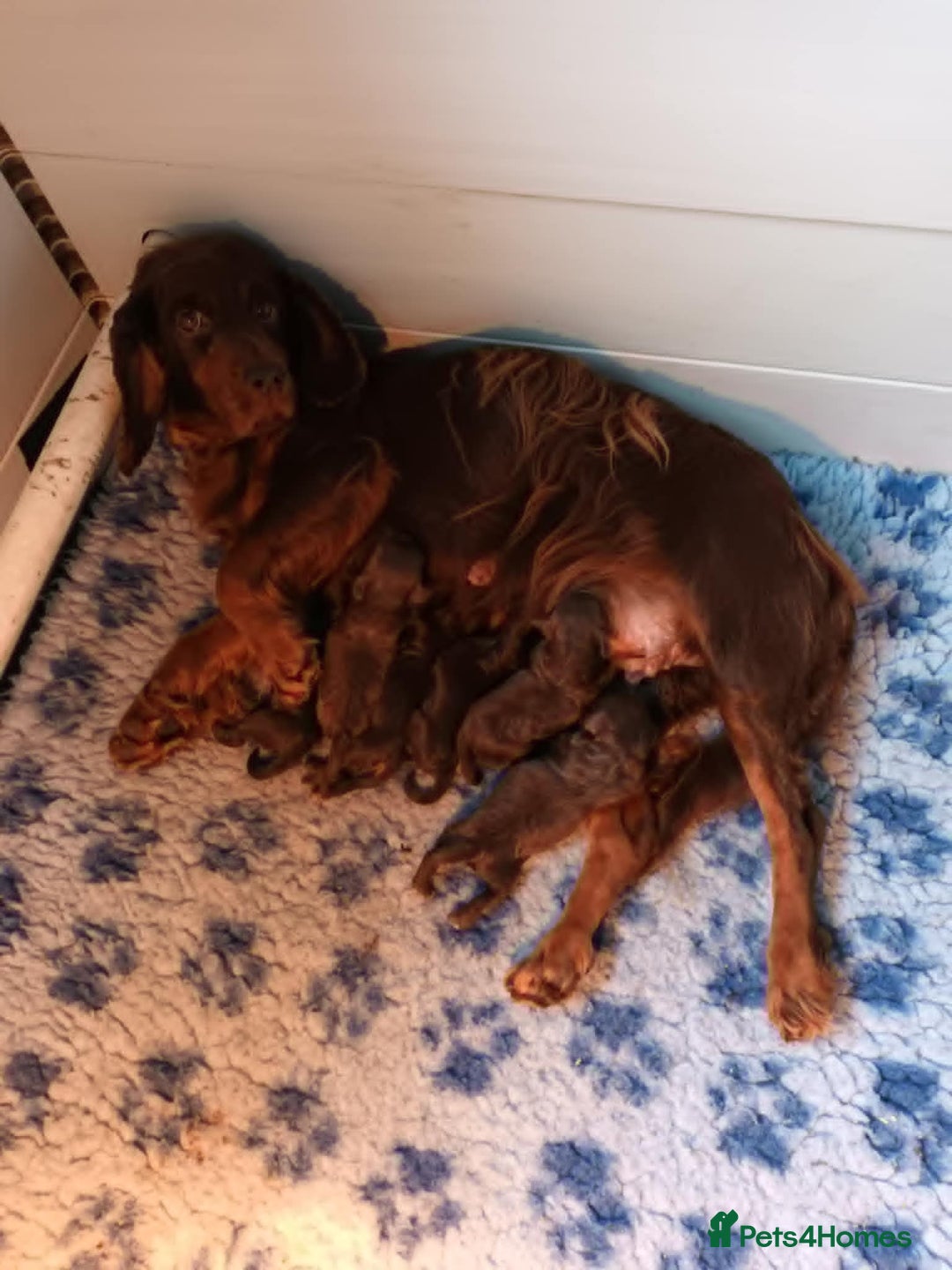 Cockapoo dogs for sale: CHOCOLATE COCKAPOOS FROM LICENCED BREEDER - Advert 3