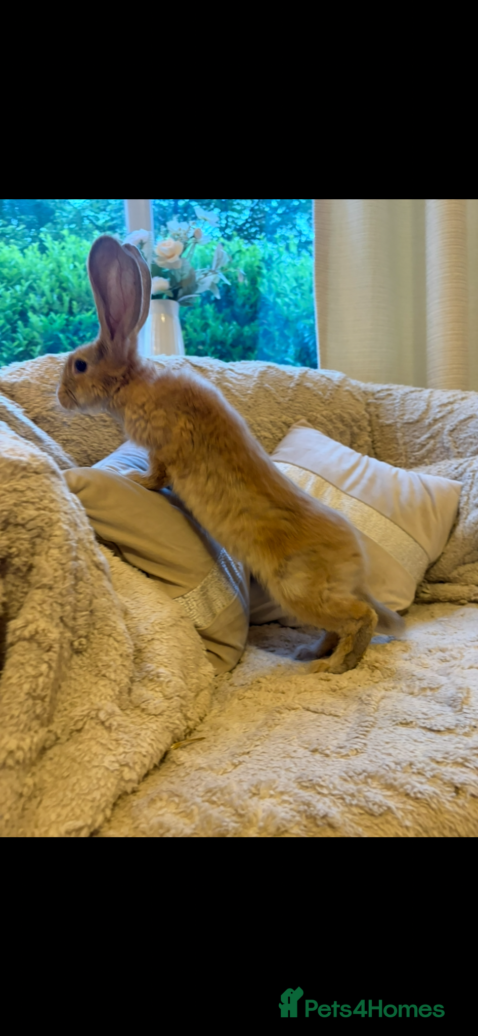 Continental Giant rabbits for sale: One left Lovely continental Giants baby rabbits  - Advert 7