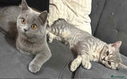 British Shorthair cats for sale: Male and female British shorthair for sale  - Image 4