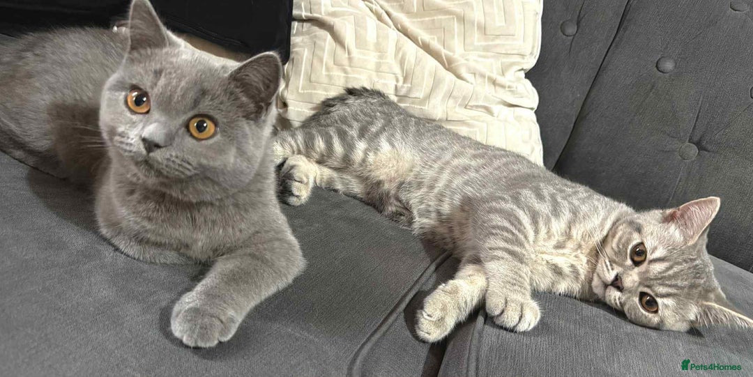 British Shorthair cats for sale: Male and female British shorthair for sale  - Image 4