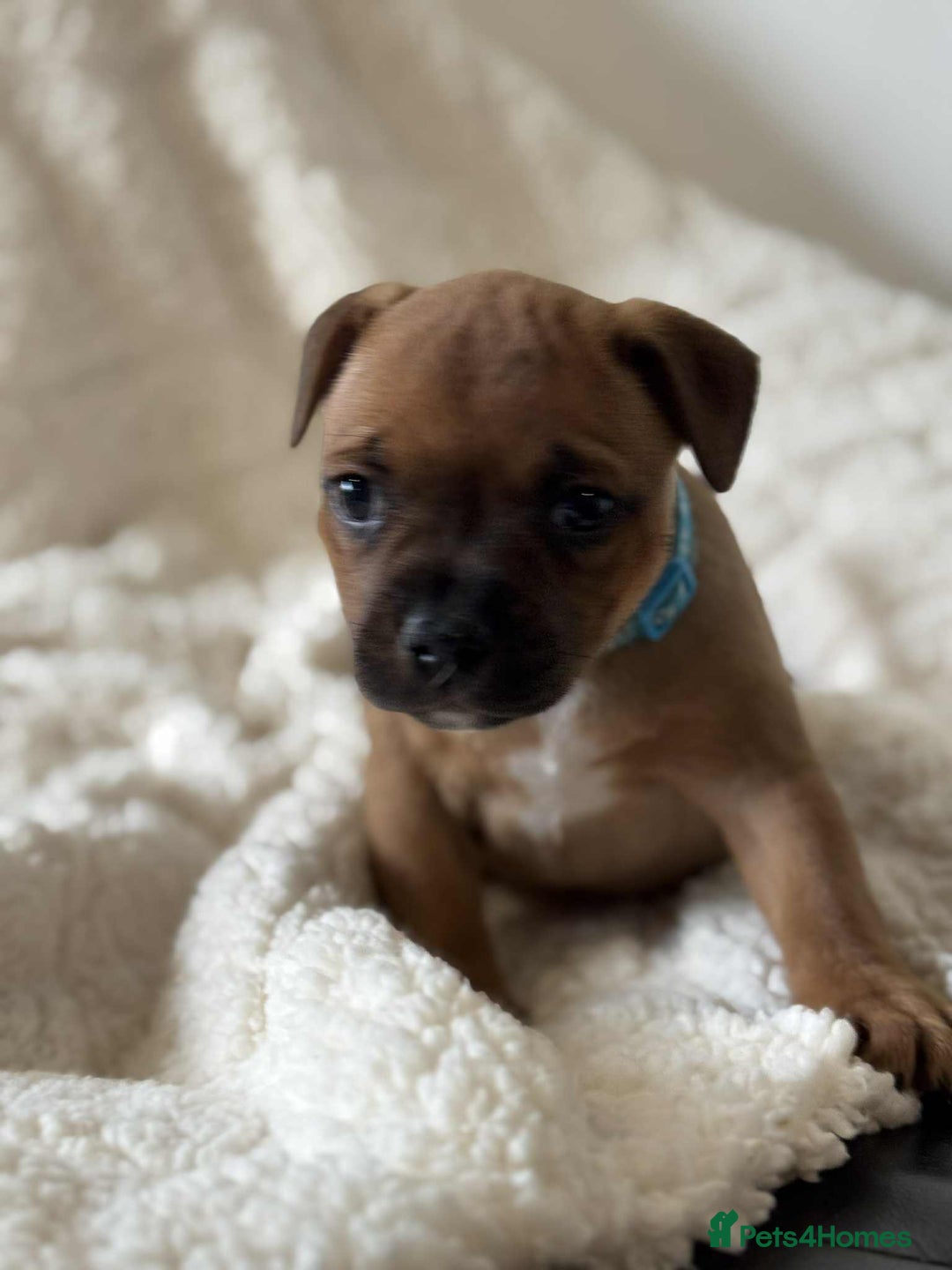 Staffordshire Bull Terrier dogs for sale: Kc registered Staffordshire bull terriers - Advert 30