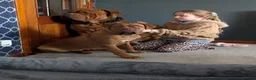 Dogue De Bordeaux dogs for sale: Thor and storm  in Mauchline - Advert 15