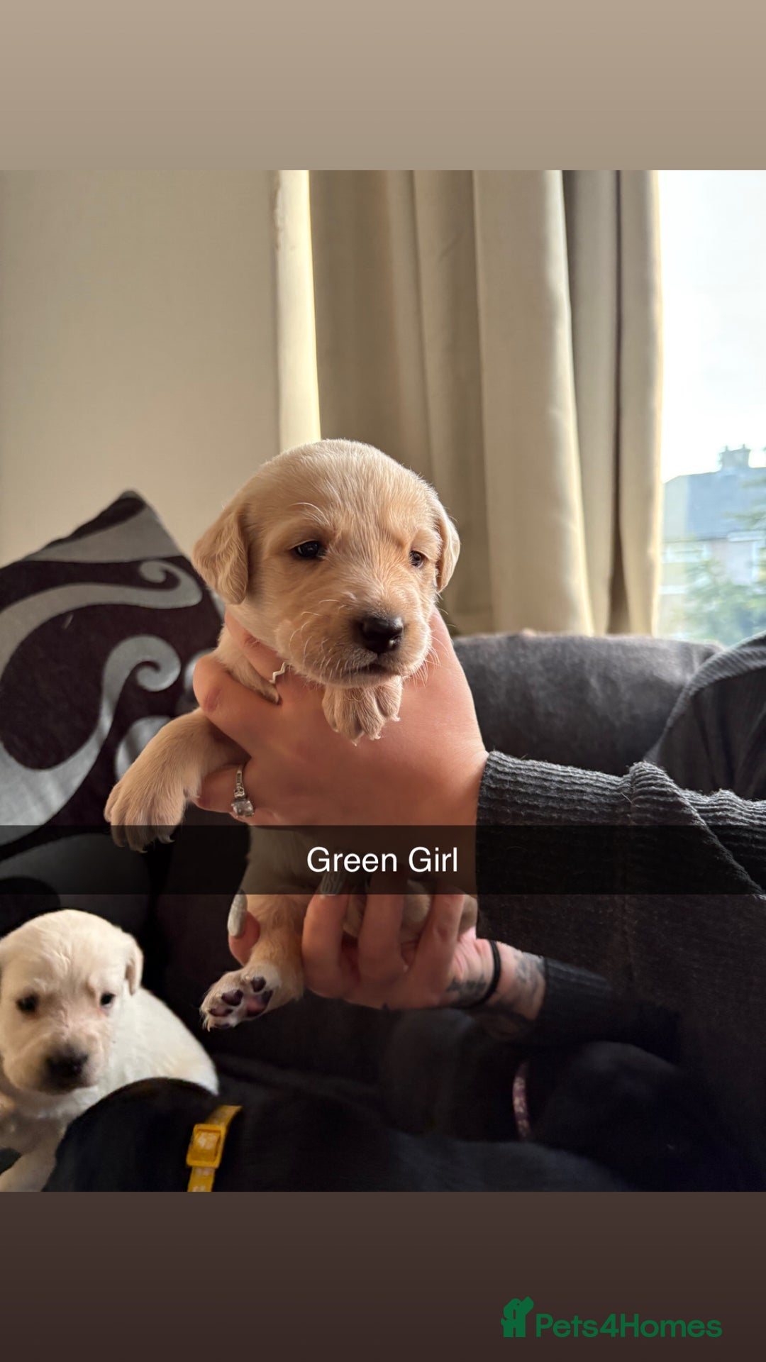 Labrador Retriever dogs for sale: 5 stunning Lab puppies for sale - Advert 2