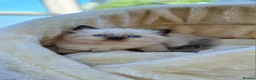 Ragdoll cats for sale: Ragdoll kittens *one female left* - Advert 17
