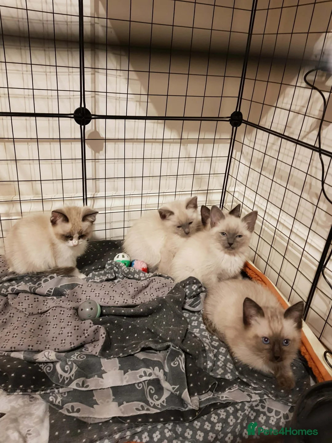Ragdoll cats for sale: RAGDOLL X KITTENS READY NOW - Advert 1