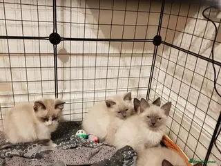 Ragdoll cats RAGDOLL X KITTENS READY NOW - Advert 1