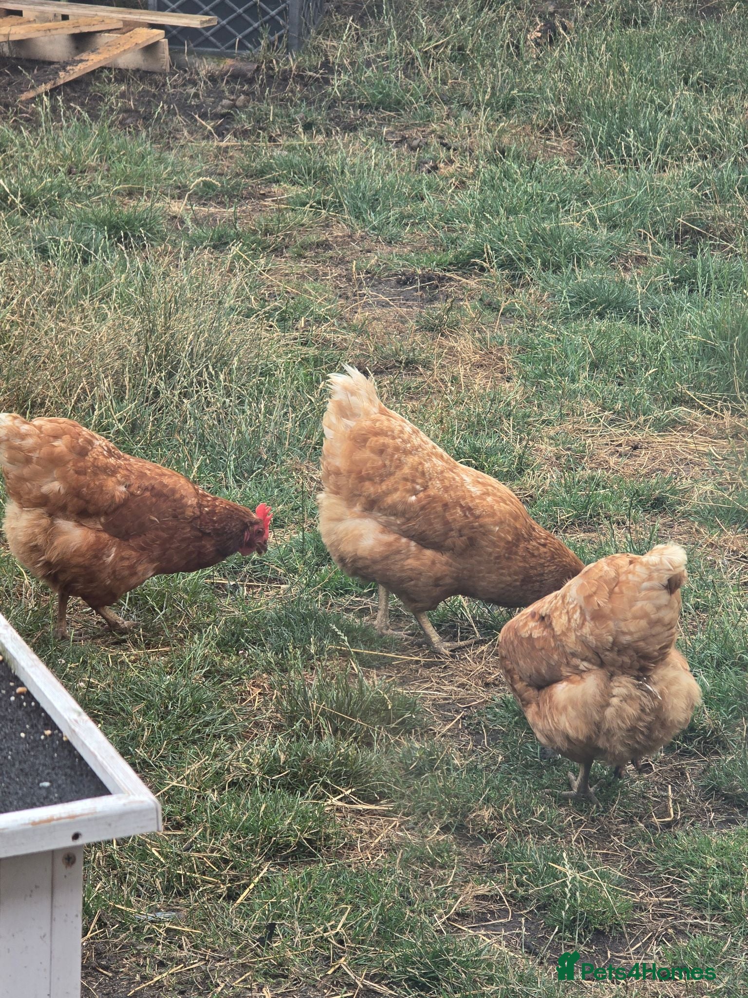 Chickens poultry Warrens - Advert 13