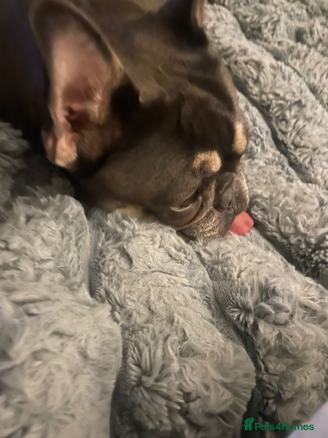 Mixed Breed dogs for sale: Bonded pair frenchie and English bulldog adorable - Advert 2