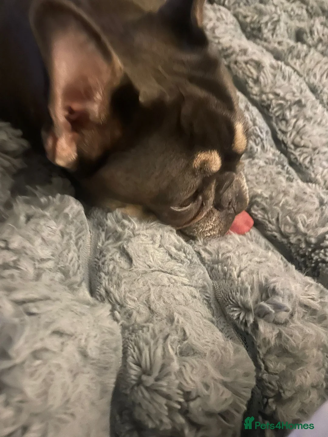 Mixed Breed dogs for sale: Bonded pair frenchie and English bulldog adorable - Advert 6