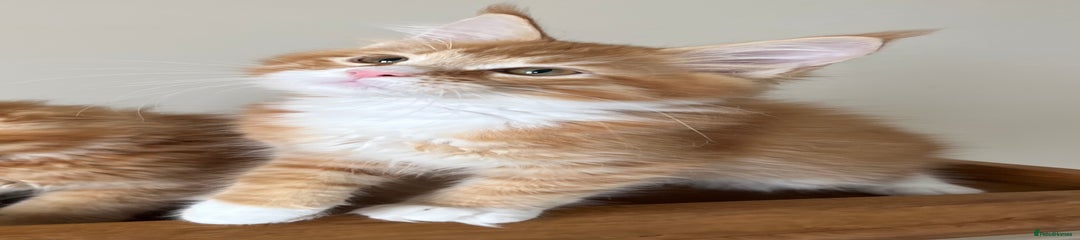 Maine Coon Kitten 5