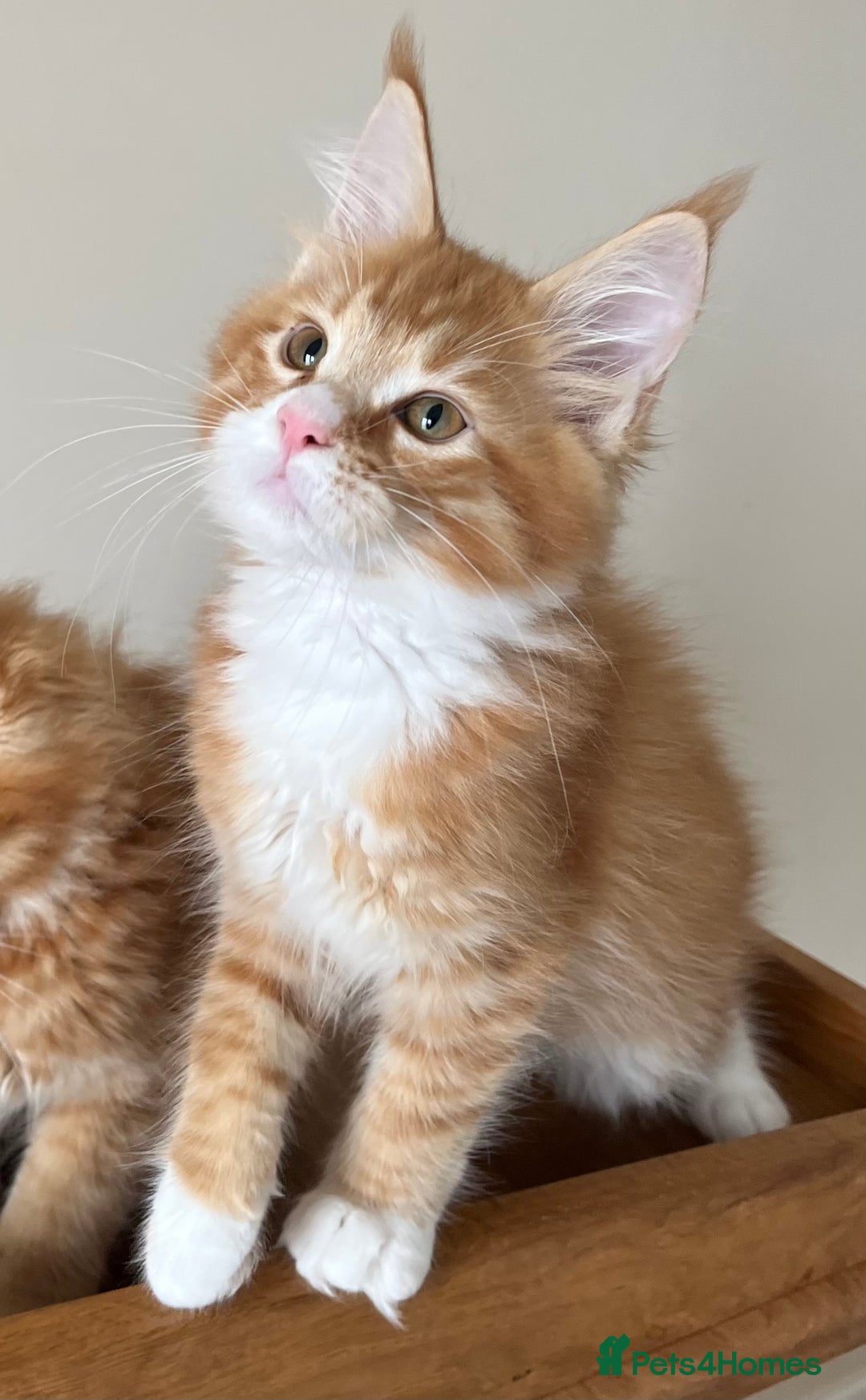 Maine Coon cats for sale: GCCF female pedigree Maine Coon kitten  - Image 2