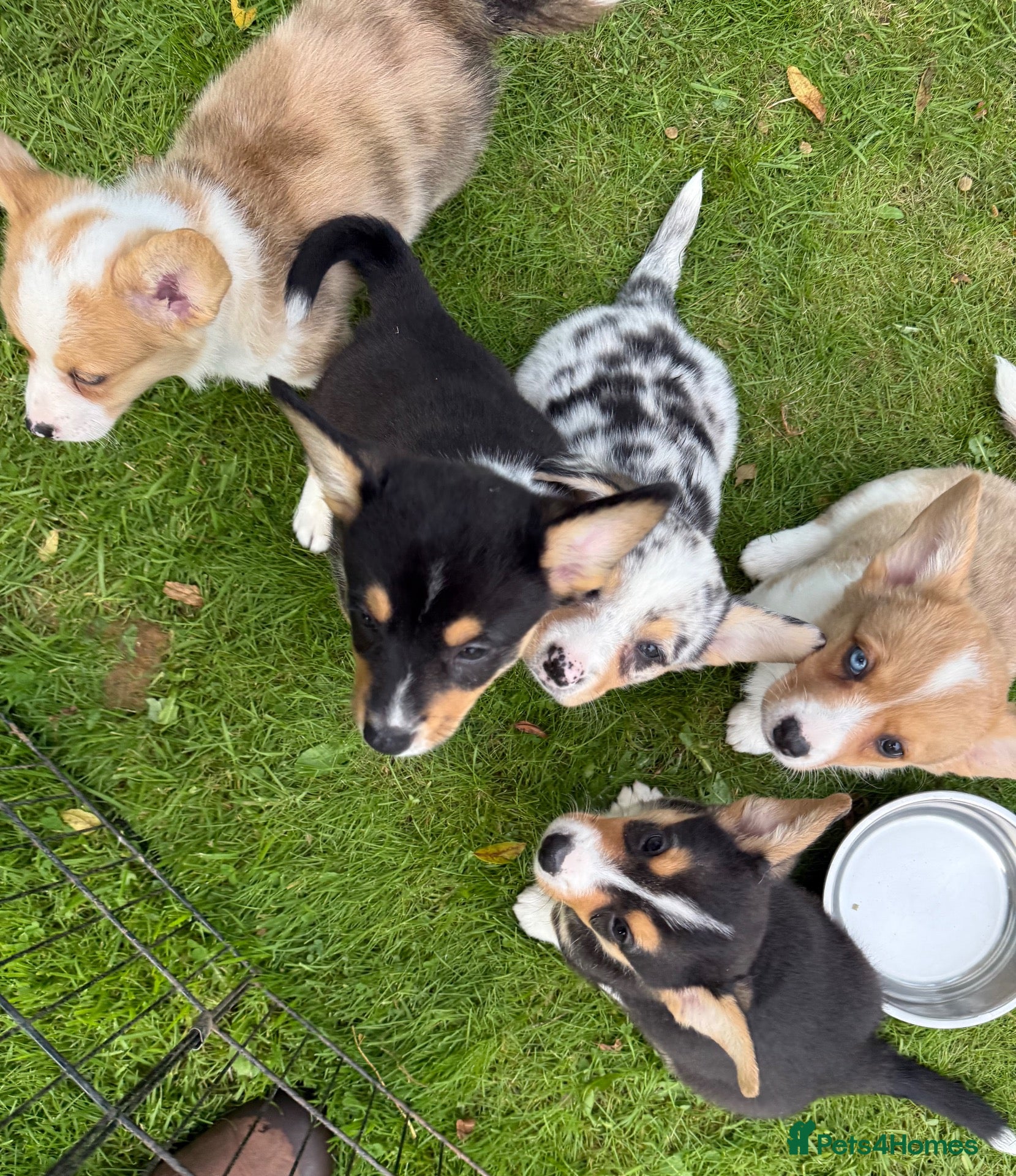 Welsh Corgi Cardigan dogs Welsh Corgi Cardigan puppies  - Advert 1