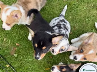 Welsh Corgi Cardigan dogs READY NOW 🐶🐾 Cardigan Corgi puppies - Advert 9