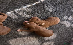 Cavapoo dogs for sale: Cavapoo F1B - Advert 5