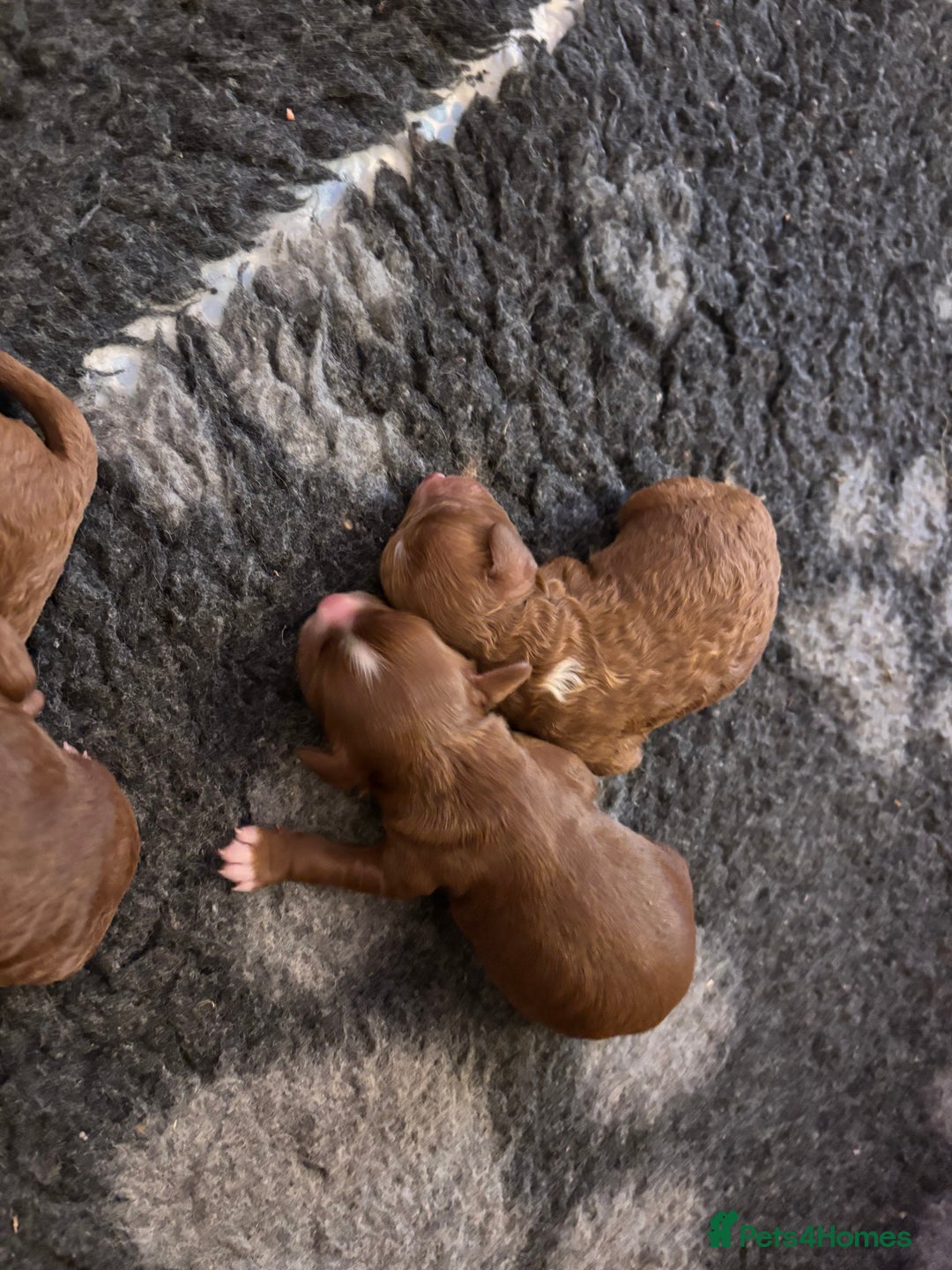 Cavapoo dogs for sale: Cavapoo F1B - Advert 5