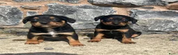 Mixed Breed dogs for sale: Cavalier x kelpie - Advert 12