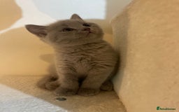 Russian Blue cats for sale: Gorgeous Russian blue/British Shorthair kittens - Advert 18