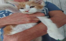 Maine Coon cats for sale: Beautiful XXL Maine-coon kittens 😸 ♥️  - Image 29