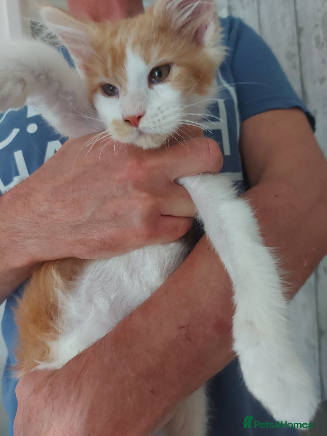 Maine Coon cats for sale: Beautiful XXL Maine-coon kittens 😸 ♥️  - Image 29