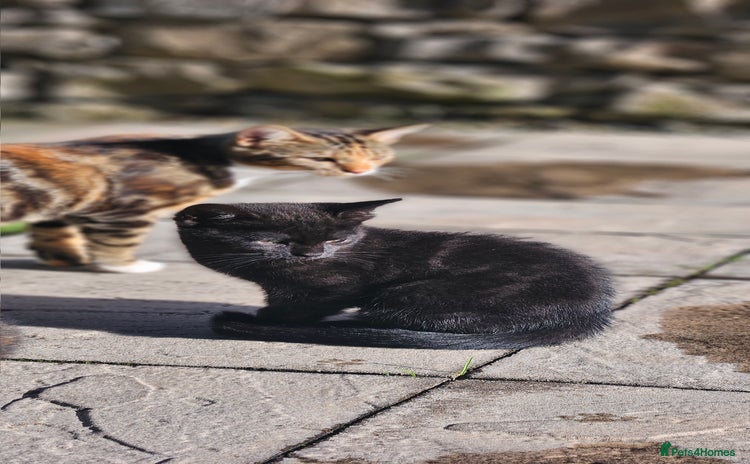 Mixed Breed cats - Advert 5
