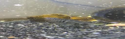 Tetras fish for sale: Fish and tank for sale  in Dover - Advert 2