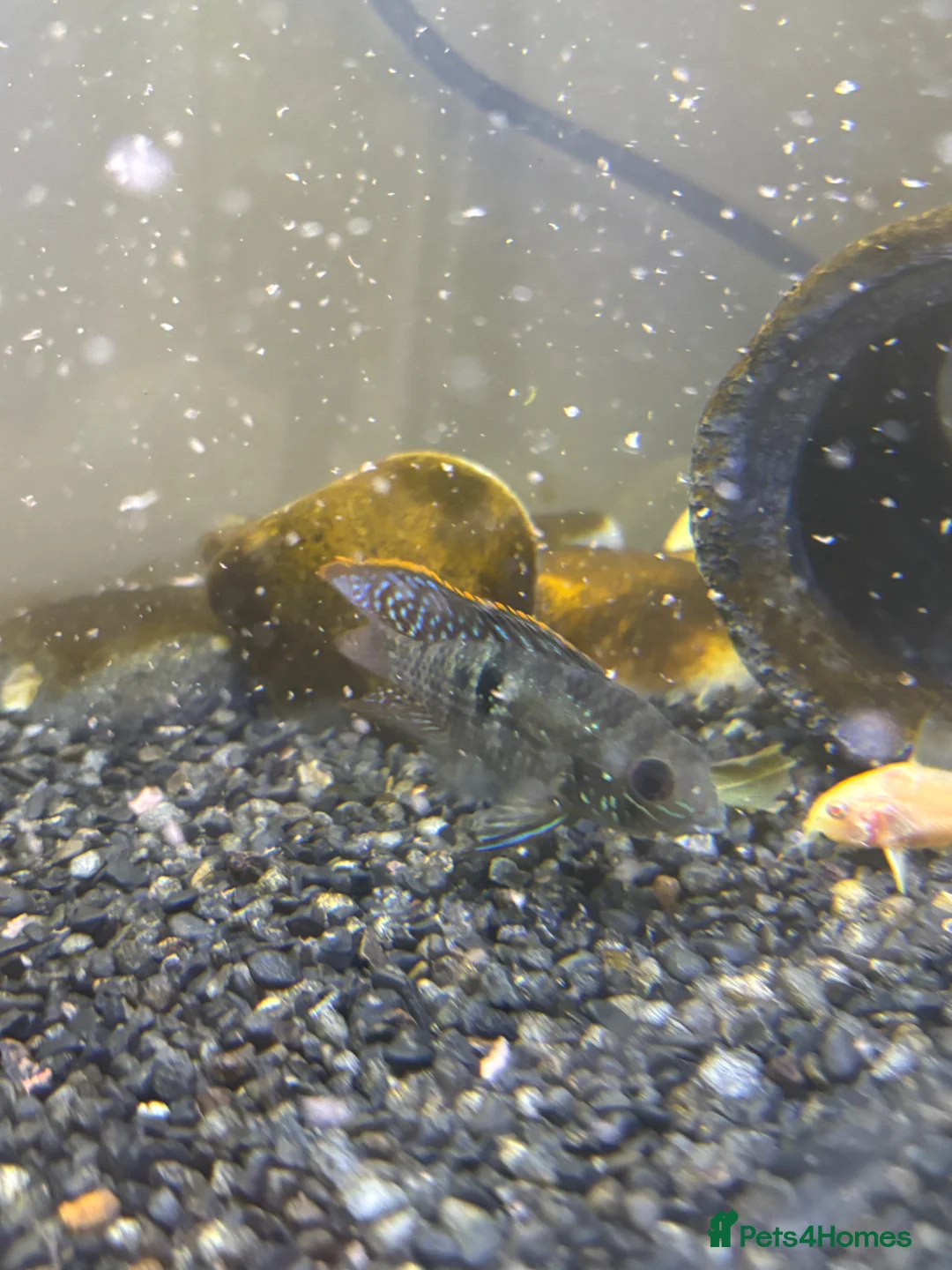 Tetras fish for sale: Fish and tank for sale  in Dover - Advert 2