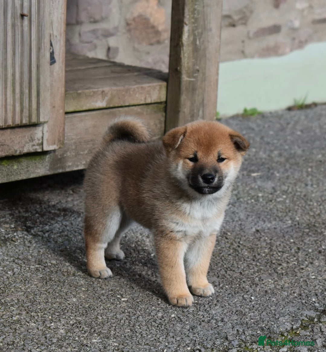 Japanese Shiba Inu dogs for sale: Health tested Japanese Shiba Inu Puppies - Image 16