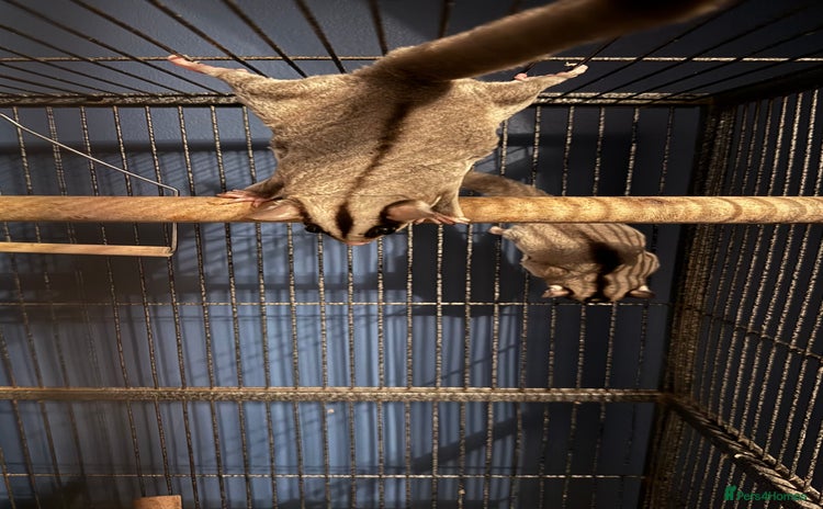 Sugar Glider rodents sugar gliders (breeding pair) - Advert 16