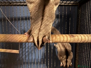 Sugar Glider rodents sugar gliders (breeding pair) - Advert 13