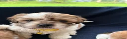 Shih Tzu dogs for sale: Shih Tzu - Advert 6