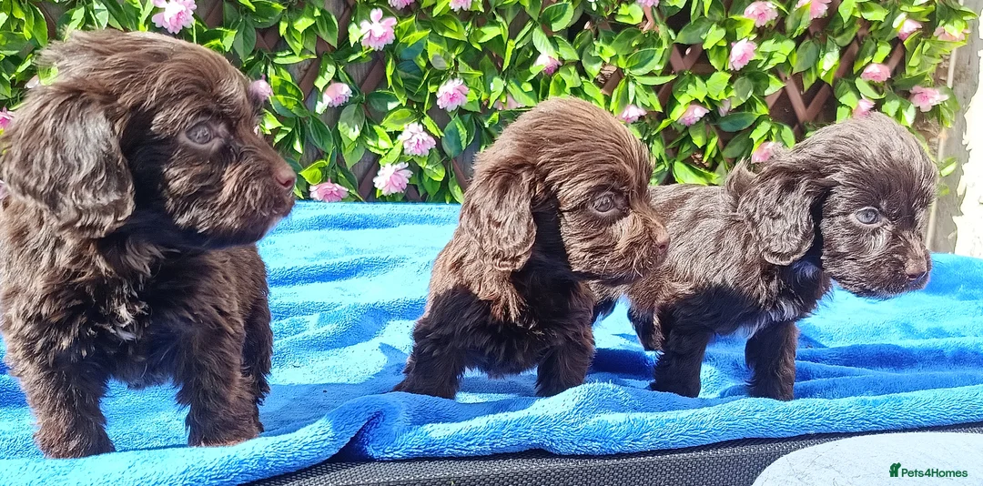 Cockapoo dogs for sale: FULLY VAX F1 COCKERPOOS H TESTED PARENTS  - Advert 18